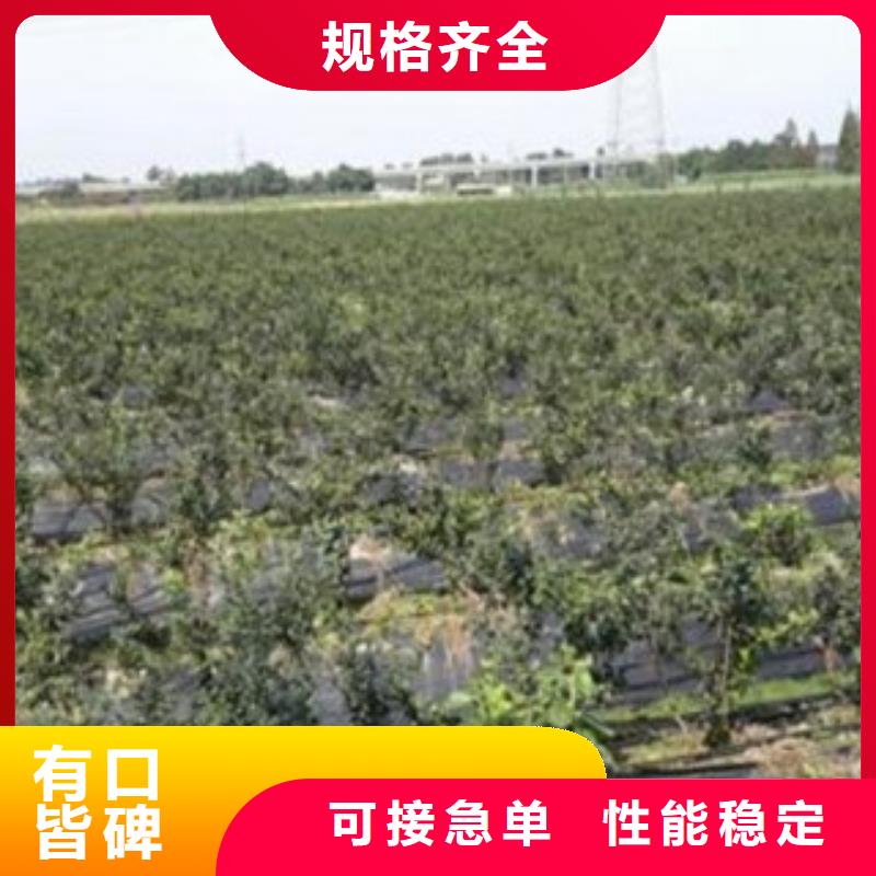 蓝莓苗苹果苗多种场景适用