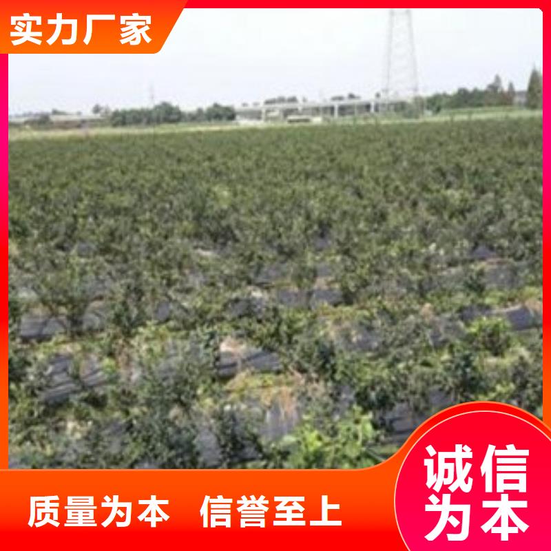 蓝莓苗视频-望城|开福|岳阳|湘西|郴州|张家界兴海蓝莓苗_ 兴海苗木种植社(长沙市分公司)