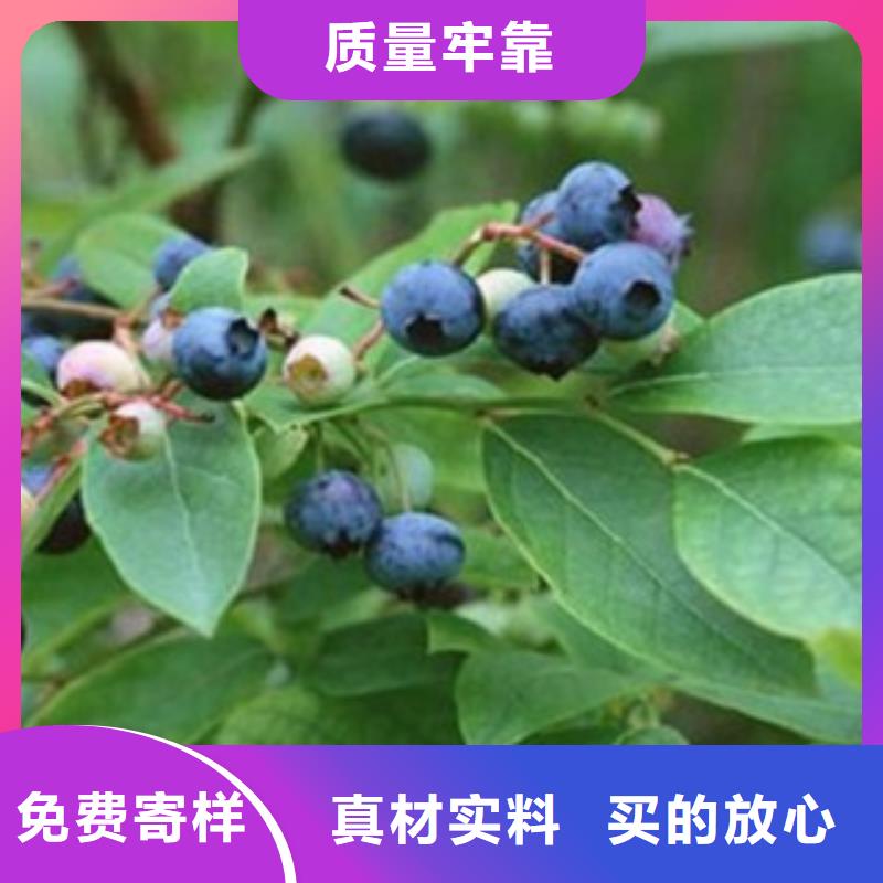 蓝莓苗【梨树苗】资质认证
