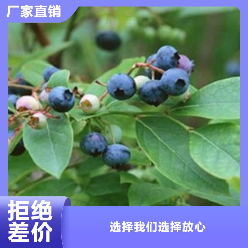 蓝莓苗-视频-阿拉善|呼和浩特|呼伦贝尔|乌兰察布|赤峰|鄂尔多斯蓝莓苗工厂价格-兴海苗木种植社(锡林郭勒市分公司)