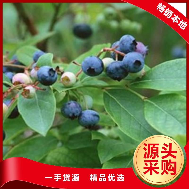 蓝莓苗,李子苗当地货源