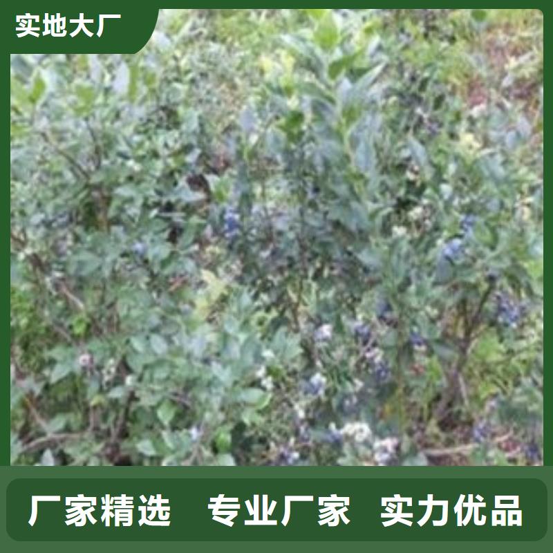 蓝莓苗视频-望城|开福|岳阳|湘西|郴州|张家界兴海蓝莓苗_ 兴海苗木种植社(长沙市分公司)
