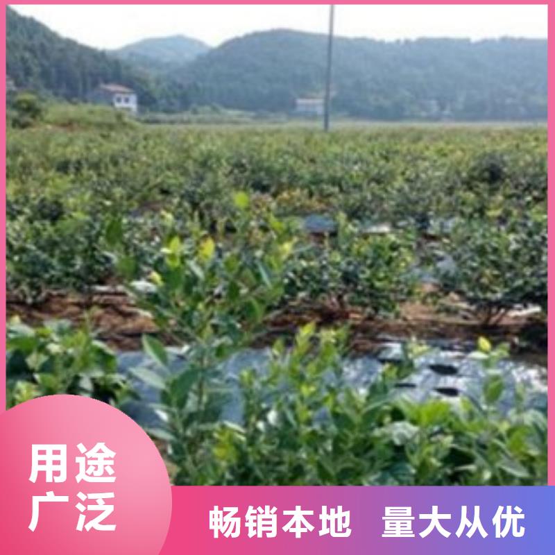 蓝莓苗-视频-阿拉善|呼和浩特|呼伦贝尔|乌兰察布|赤峰|鄂尔多斯蓝莓苗工厂价格-兴海苗木种植社(锡林郭勒市分公司)