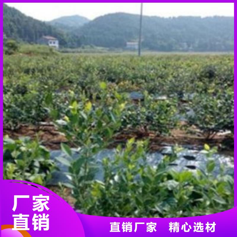 蓝莓苗视频-望城|开福|岳阳|湘西|郴州|张家界兴海蓝莓苗_ 兴海苗木种植社(长沙市分公司)