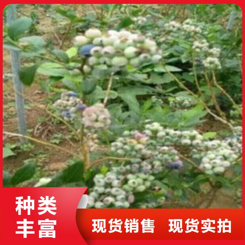 【蓝莓苗】-桃树苗价格实在