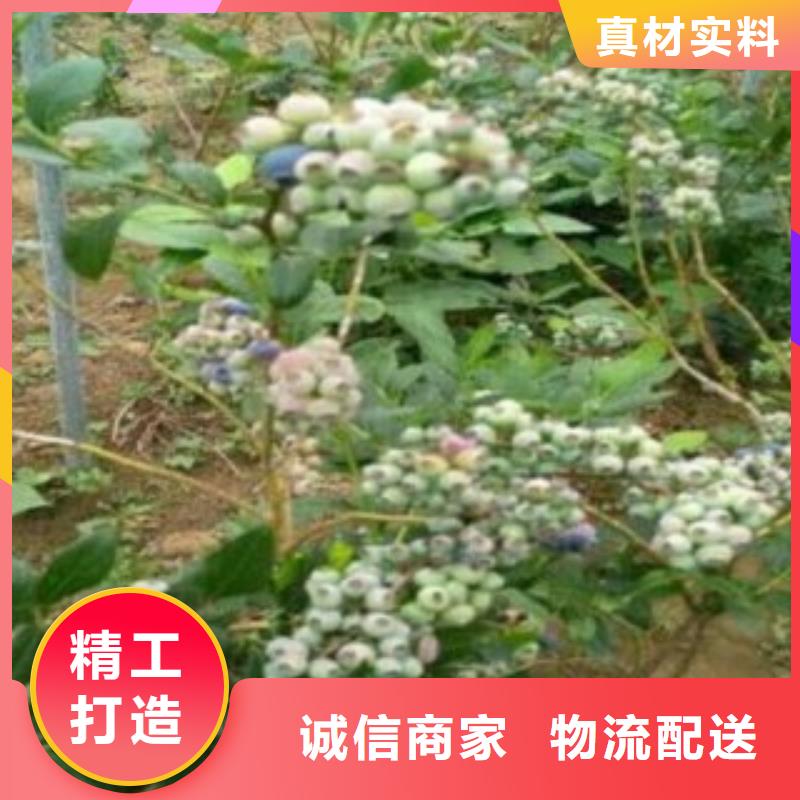 蓝莓苗李子苗拒绝差价
