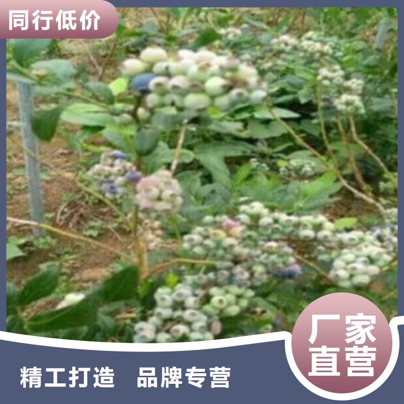 蓝莓苗视频-望城|开福|岳阳|湘西|郴州|张家界兴海蓝莓苗_ 兴海苗木种植社(长沙市分公司)