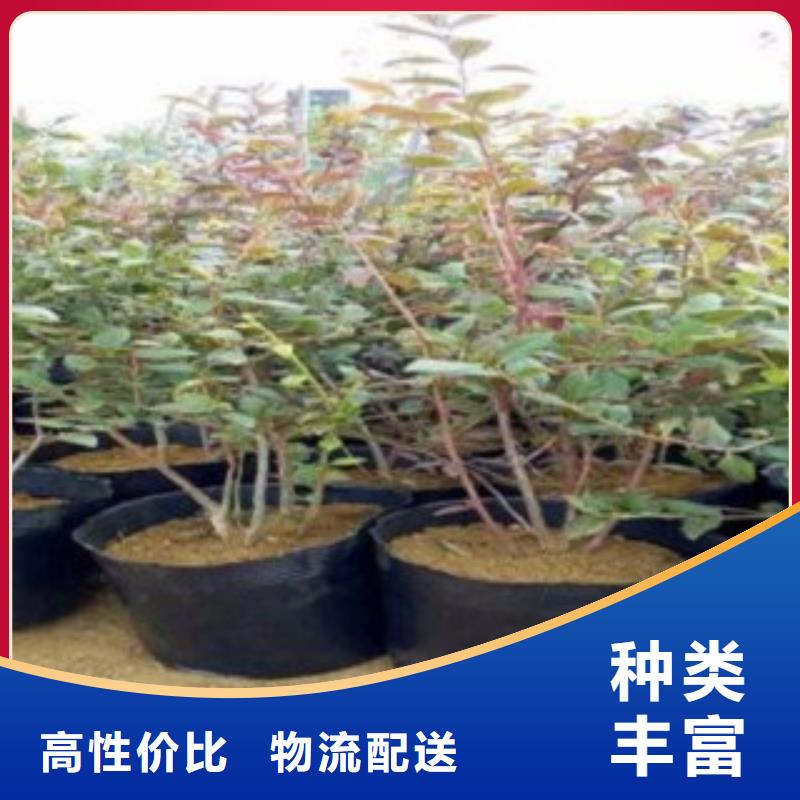 【蓝莓苗】-桃树苗价格实在