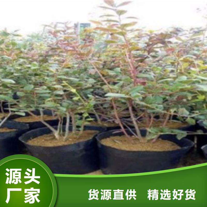 蓝莓苗-视频-蓝莓苗-云南省丽江市古城|华坪|红河|德宏|迪庆|西双版纳|玉溪|普洱附近制造商