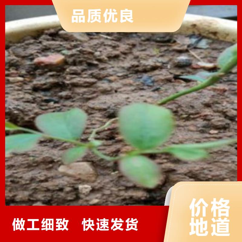 蓝莓苗-视频-阿拉善|呼和浩特|呼伦贝尔|乌兰察布|赤峰|鄂尔多斯蓝莓苗工厂价格-兴海苗木种植社(锡林郭勒市分公司)