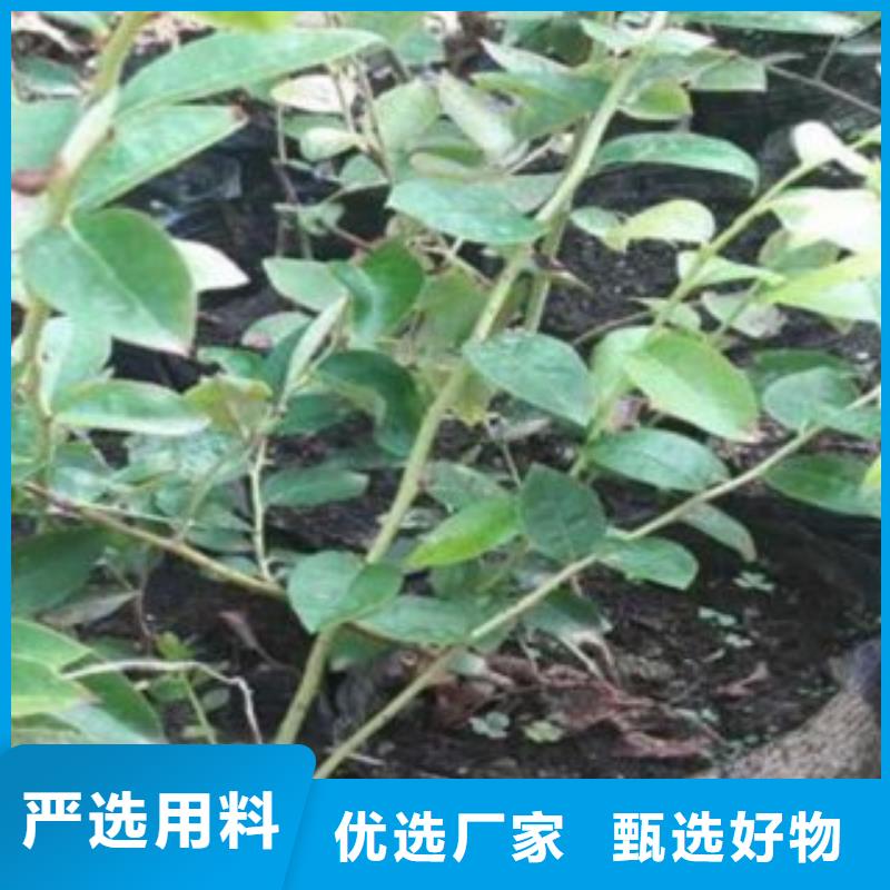 蓝莓苗视频-望城|开福|岳阳|湘西|郴州|张家界兴海蓝莓苗_ 兴海苗木种植社(长沙市分公司)