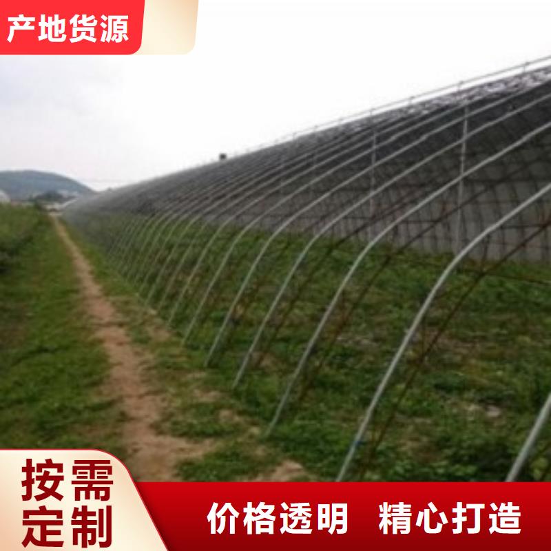 蓝莓苗苹果苗多种场景适用