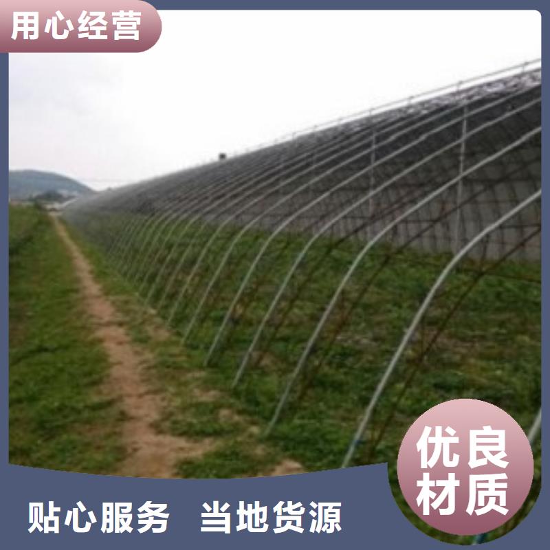 蓝莓苗-视频-阿拉善|呼和浩特|呼伦贝尔|乌兰察布|赤峰|鄂尔多斯蓝莓苗工厂价格-兴海苗木种植社(锡林郭勒市分公司)