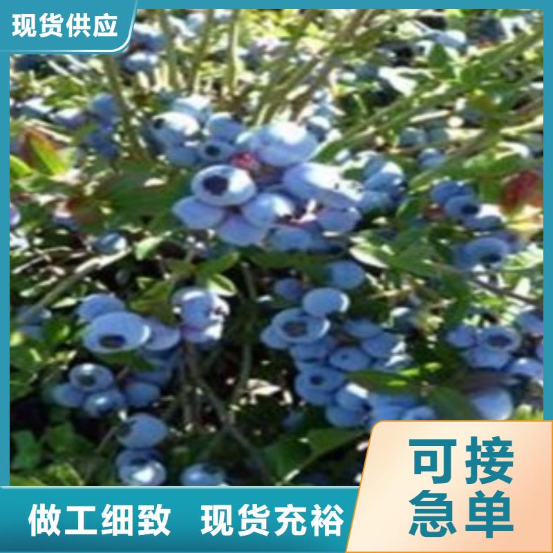蓝莓苗板栗苗买的是放心