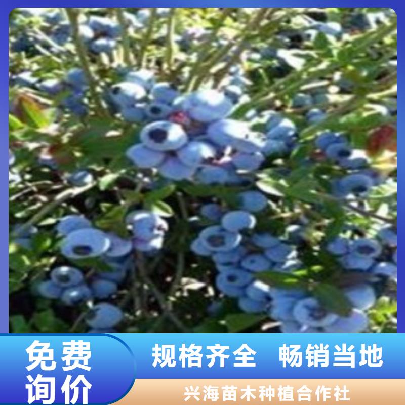 蓝莓苗视频-望城|开福|岳阳|湘西|郴州|张家界兴海蓝莓苗_ 兴海苗木种植社(长沙市分公司)