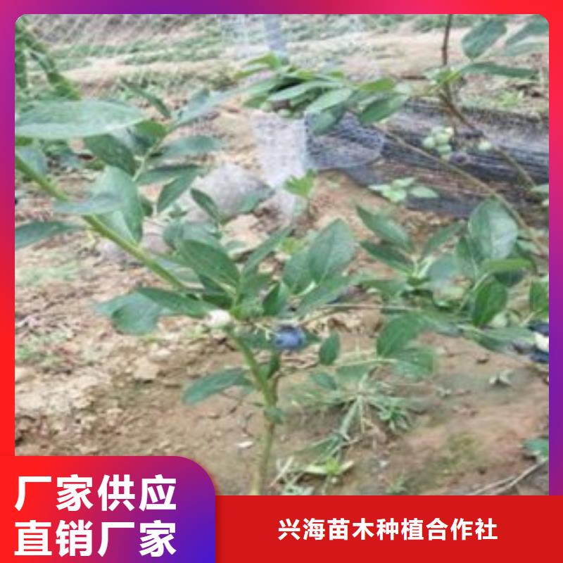蓝莓苗,山楂苗安心购