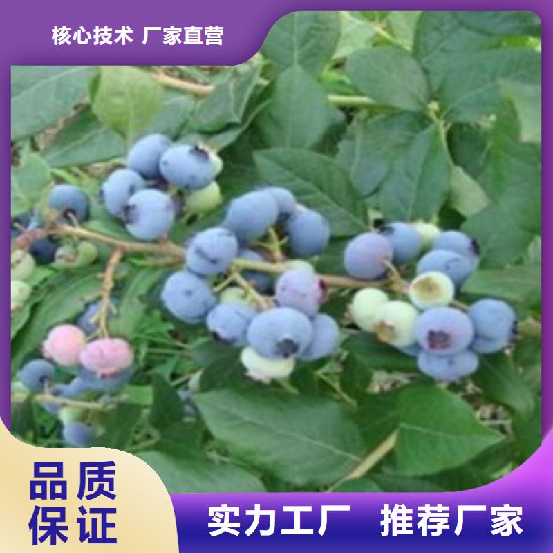 蓝莓苗-视频-蓝莓苗-云南省丽江市古城|华坪|红河|德宏|迪庆|西双版纳|玉溪|普洱附近制造商