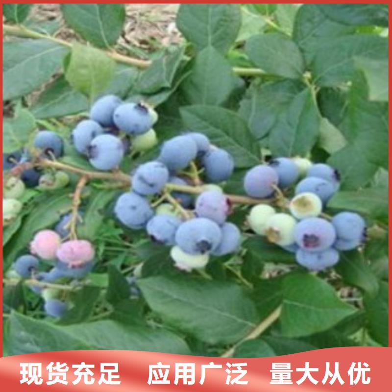 蓝莓苗核桃苗品种全
