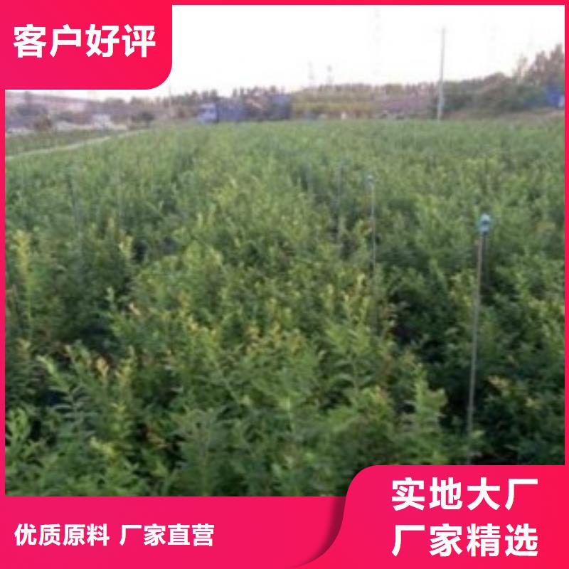 蓝莓苗-视频-阿拉善|呼和浩特|呼伦贝尔|乌兰察布|赤峰|鄂尔多斯蓝莓苗工厂价格-兴海苗木种植社(锡林郭勒市分公司)
