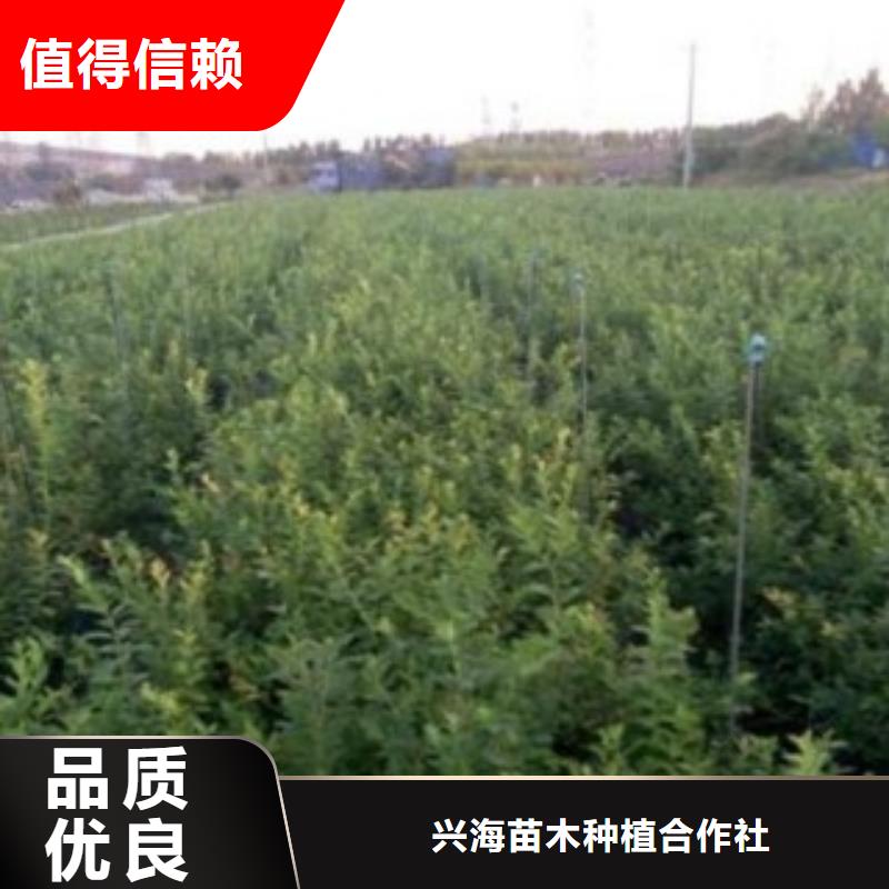 蓝莓苗视频-望城|开福|岳阳|湘西|郴州|张家界兴海蓝莓苗_ 兴海苗木种植社(长沙市分公司)