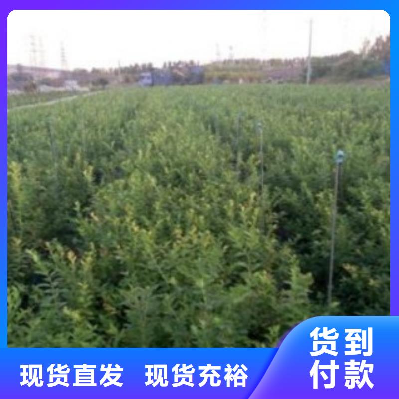 【蓝莓苗】桃树苗产品优势特点