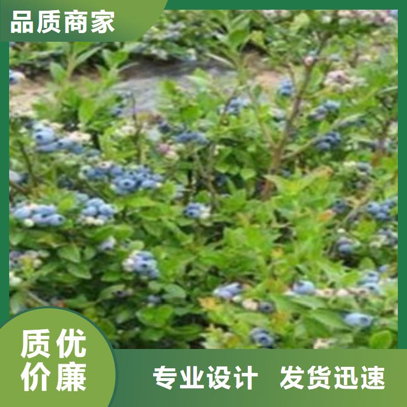 蓝莓苗-视频-阿拉善|呼和浩特|呼伦贝尔|乌兰察布|赤峰|鄂尔多斯蓝莓苗工厂价格-兴海苗木种植社(锡林郭勒市分公司)