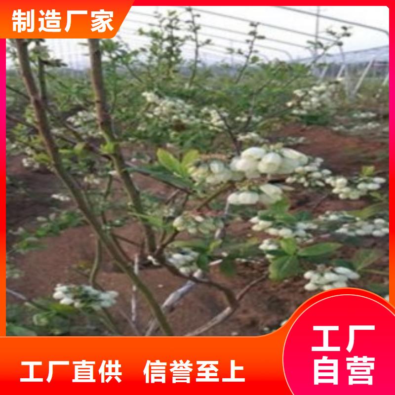蓝莓苗李子苗拒绝差价