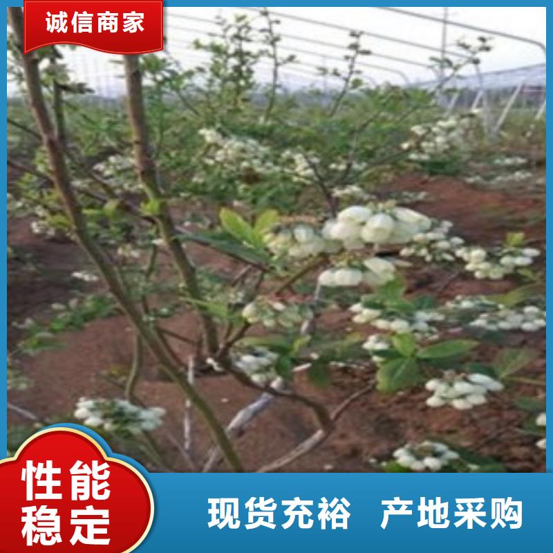 蓝莓苗视频-望城|开福|岳阳|湘西|郴州|张家界兴海蓝莓苗_ 兴海苗木种植社(长沙市分公司)