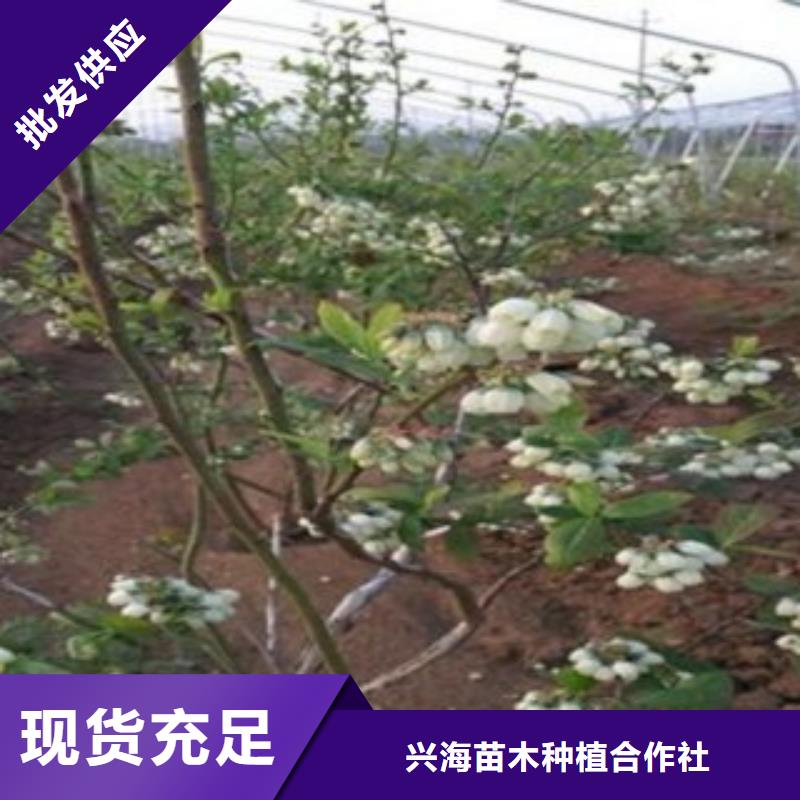 【蓝莓苗】-桃树苗价格实在