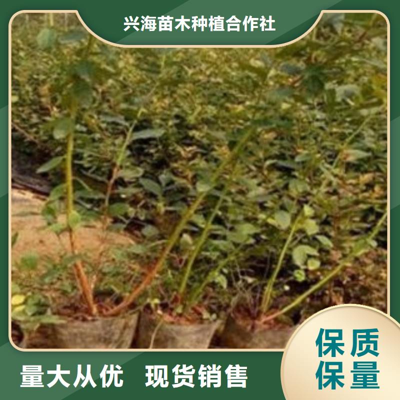 蓝莓苗视频-望城|开福|岳阳|湘西|郴州|张家界兴海蓝莓苗_ 兴海苗木种植社(长沙市分公司)