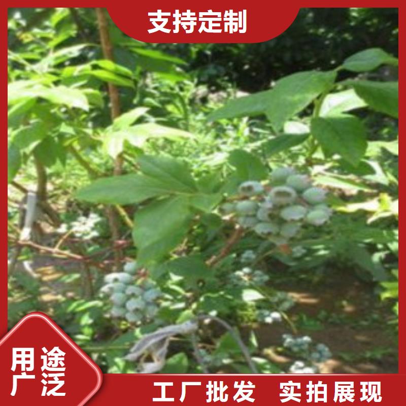 蓝莓苗板栗苗买的是放心