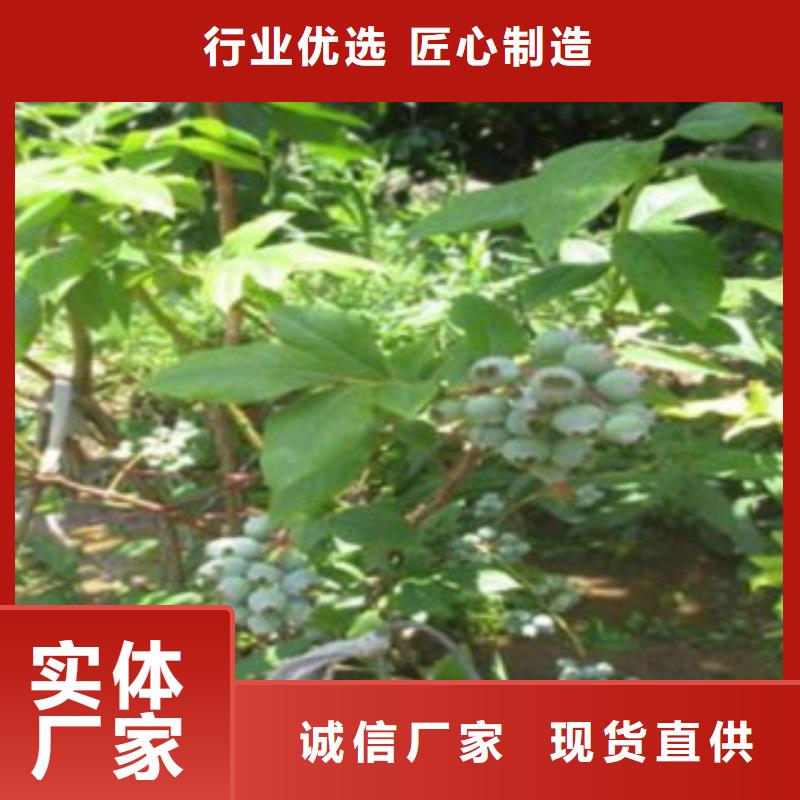 蓝莓苗梨树苗放心得选择