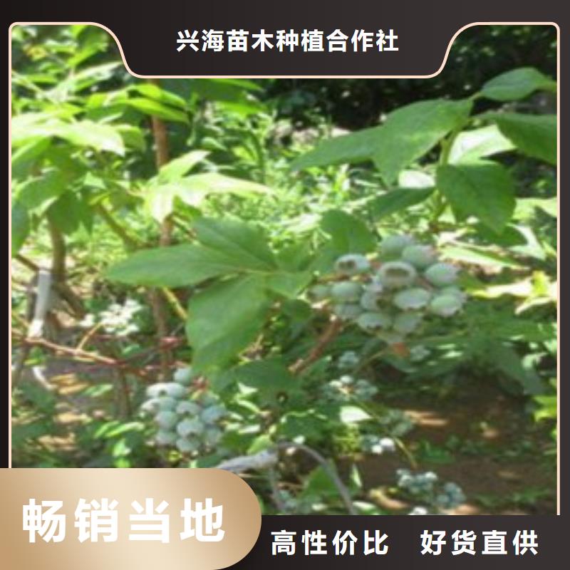 蓝莓苗【梨树苗】资质认证