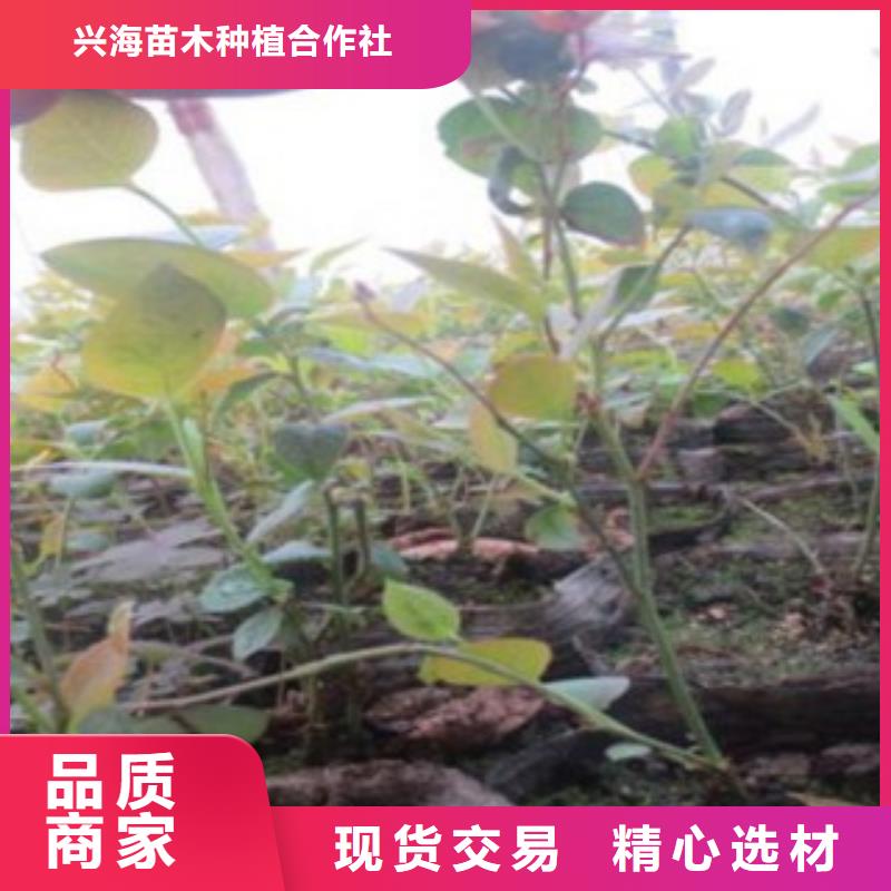 蓝莓苗-视频-阿拉善|呼和浩特|呼伦贝尔|乌兰察布|赤峰|鄂尔多斯蓝莓苗工厂价格-兴海苗木种植社(锡林郭勒市分公司)