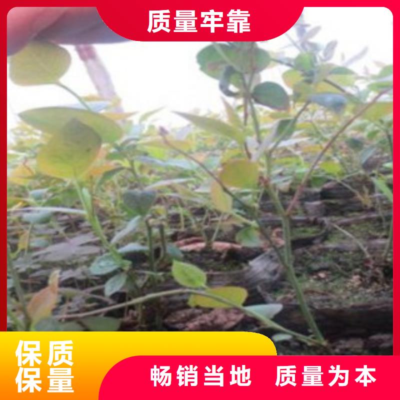 蓝莓苗【梨树苗】资质认证