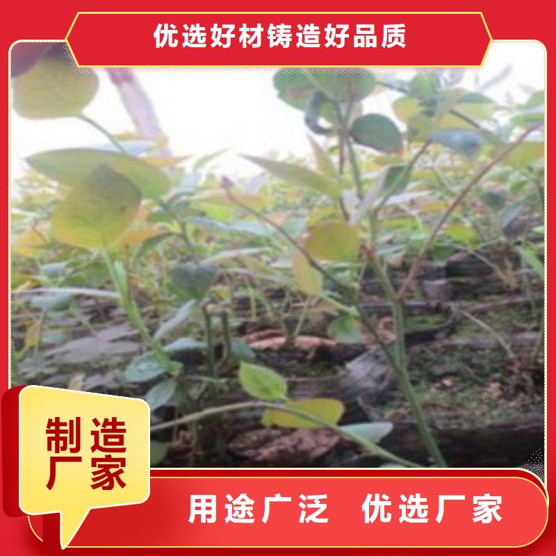 蓝莓苗-视频-蓝莓苗-云南省丽江市古城|华坪|红河|德宏|迪庆|西双版纳|玉溪|普洱附近制造商