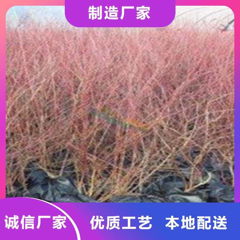 【蓝莓苗】桃树苗产品优势特点