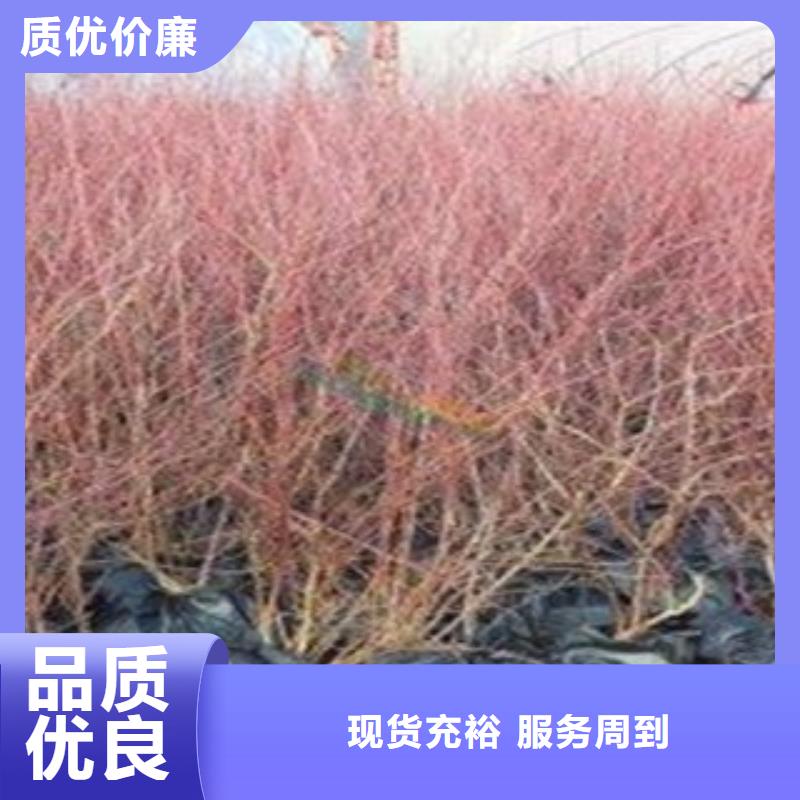 【蓝莓苗】-桃树苗价格实在