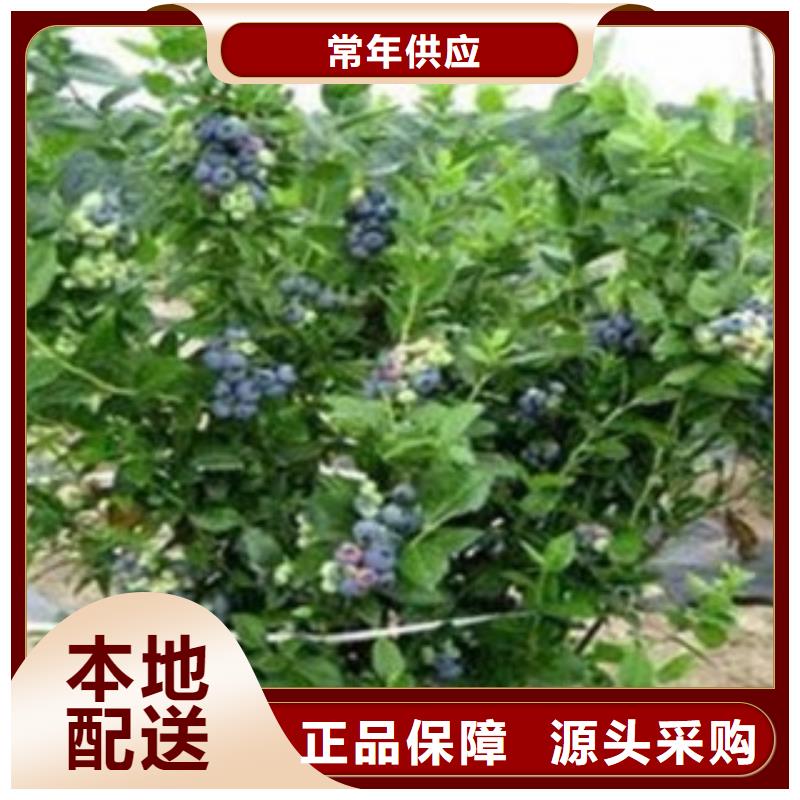 蓝莓苗苹果苗多种场景适用