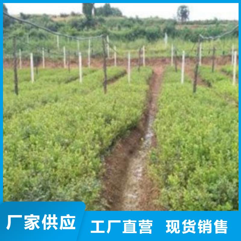蓝莓苗视频-望城|开福|岳阳|湘西|郴州|张家界兴海蓝莓苗_ 兴海苗木种植社(长沙市分公司)