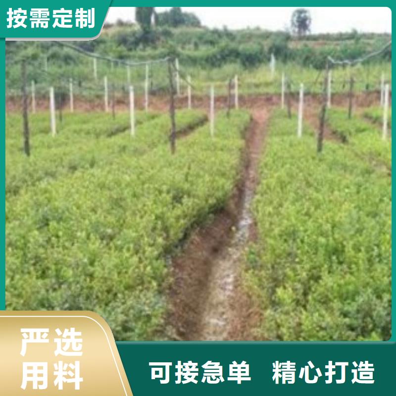 蓝莓苗,李子苗当地货源