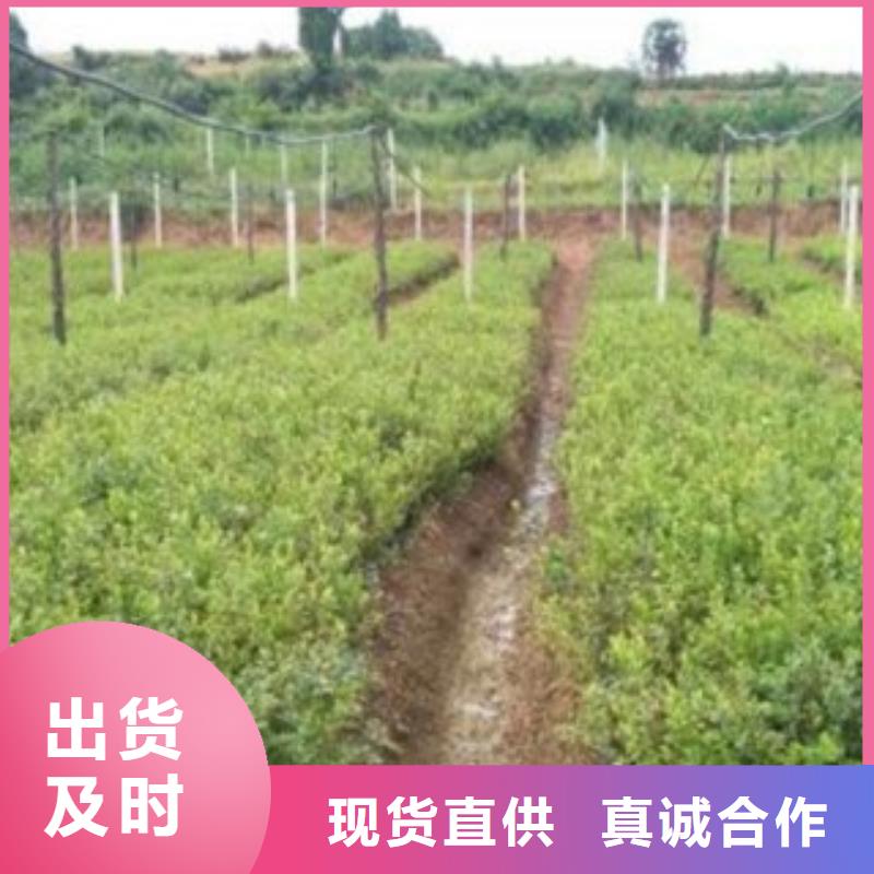蓝莓苗-视频-阿拉善|呼和浩特|呼伦贝尔|乌兰察布|赤峰|鄂尔多斯蓝莓苗工厂价格-兴海苗木种植社(锡林郭勒市分公司)