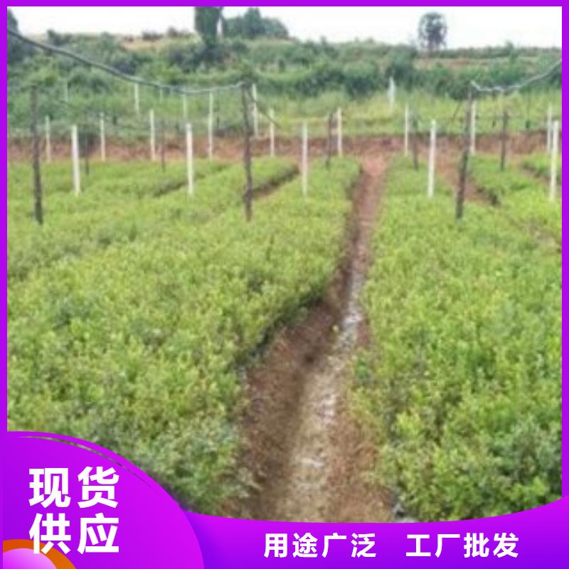 蓝莓苗-视频-蓝莓苗-云南省丽江市古城|华坪|红河|德宏|迪庆|西双版纳|玉溪|普洱附近制造商