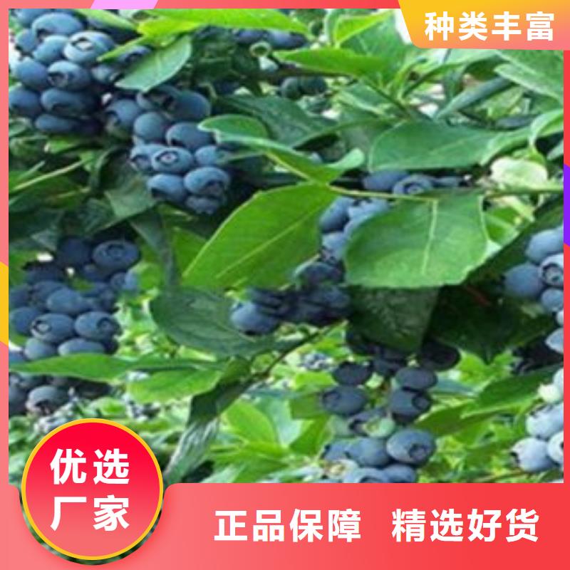 蓝莓苗视频-望城|开福|岳阳|湘西|郴州|张家界兴海蓝莓苗_ 兴海苗木种植社(长沙市分公司)