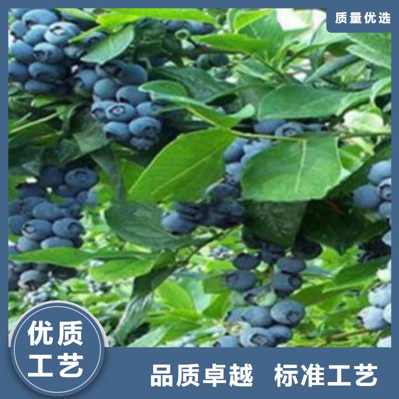 蓝莓苗,山楂苗安心购