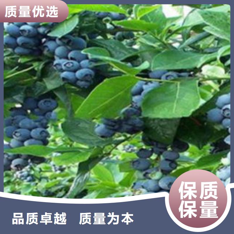 蓝莓苗核桃苗品种全
