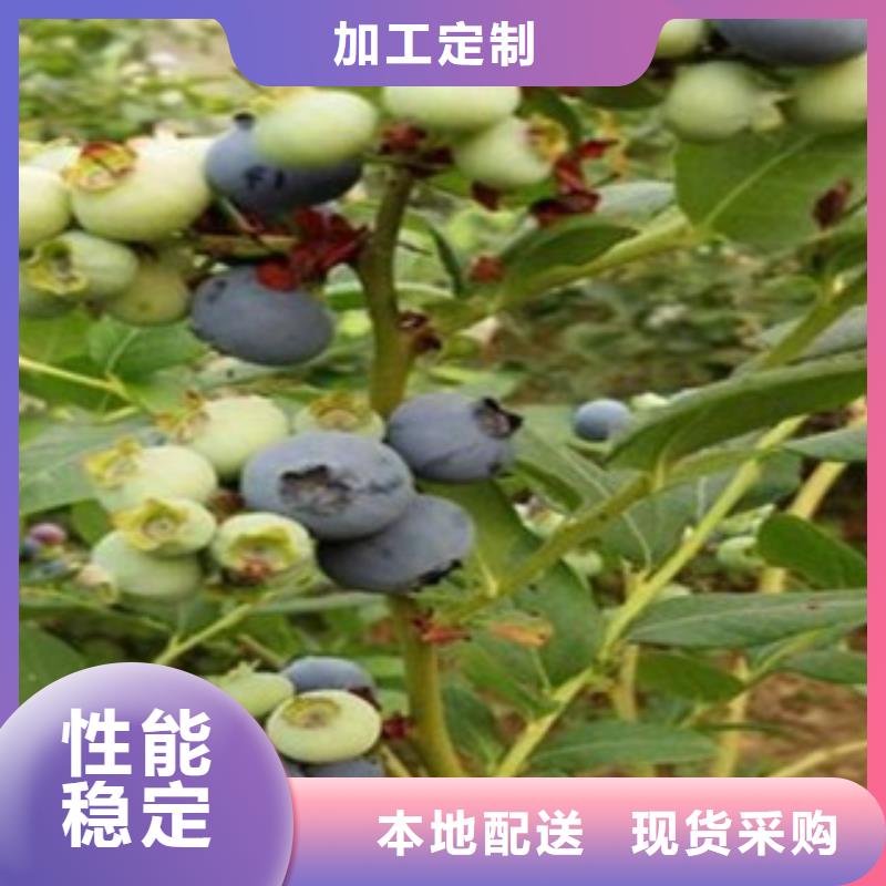 蓝莓苗-视频-蓝莓苗-云南省丽江市古城|华坪|红河|德宏|迪庆|西双版纳|玉溪|普洱附近制造商
