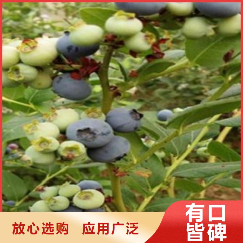 蓝莓苗桃树苗真材实料诚信经营