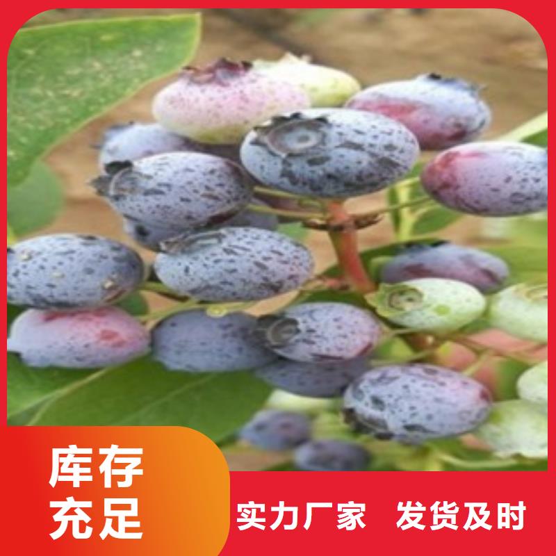 蓝莓苗视频-望城|开福|岳阳|湘西|郴州|张家界兴海蓝莓苗_ 兴海苗木种植社(长沙市分公司)