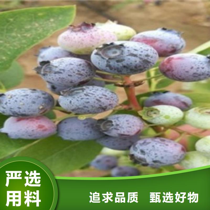蓝莓苗-视频-阿拉善|呼和浩特|呼伦贝尔|乌兰察布|赤峰|鄂尔多斯蓝莓苗工厂价格-兴海苗木种植社(锡林郭勒市分公司)